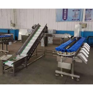 POTATO GRADING & SORTING MACHINE